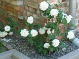p1050207.jpg