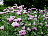 garten-04.jpg