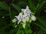 garten-09.jpg